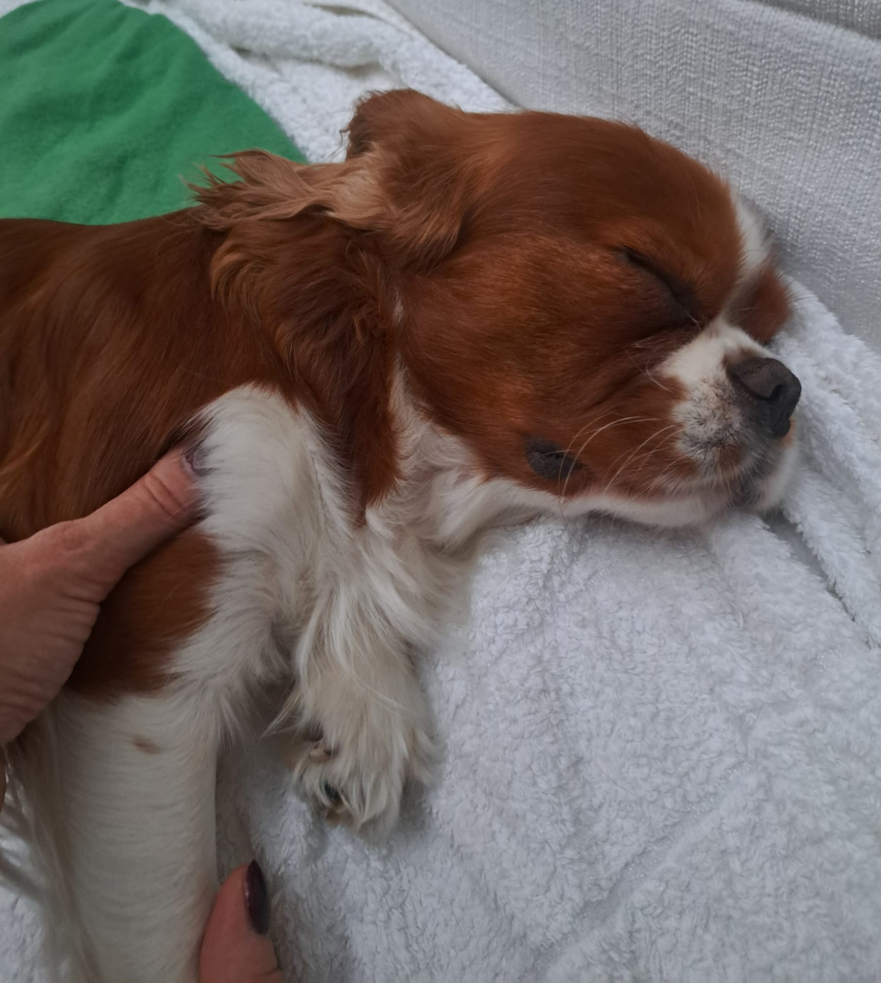 Dog during relaxation massage